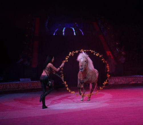 Летающий медведь и &laquo;Колесо смелости&raquo;: нижегородский цирк приглашает в &laquo;Звездный круиз&raquo; (ФОТО) - фото 27