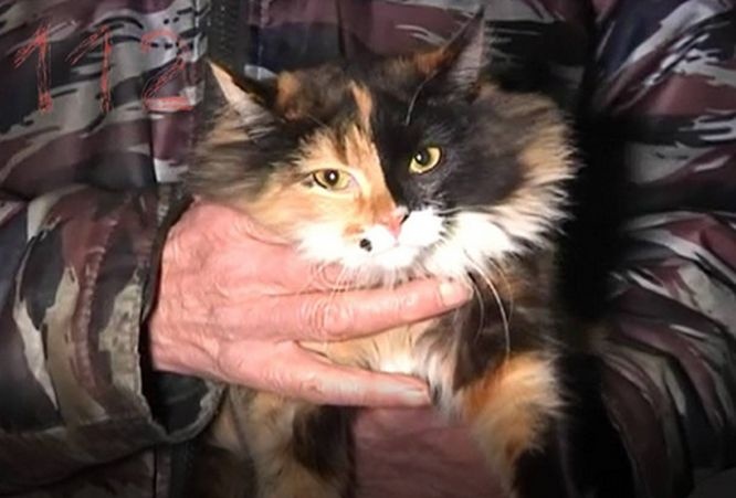 Кошка спасла от пожара жителей нижегородской пятиэтажки - фото 1