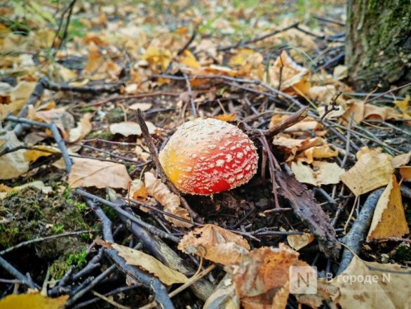 Та самая пушкинская осень: уютный фоторепортаж из Большого Болдина - фото 72