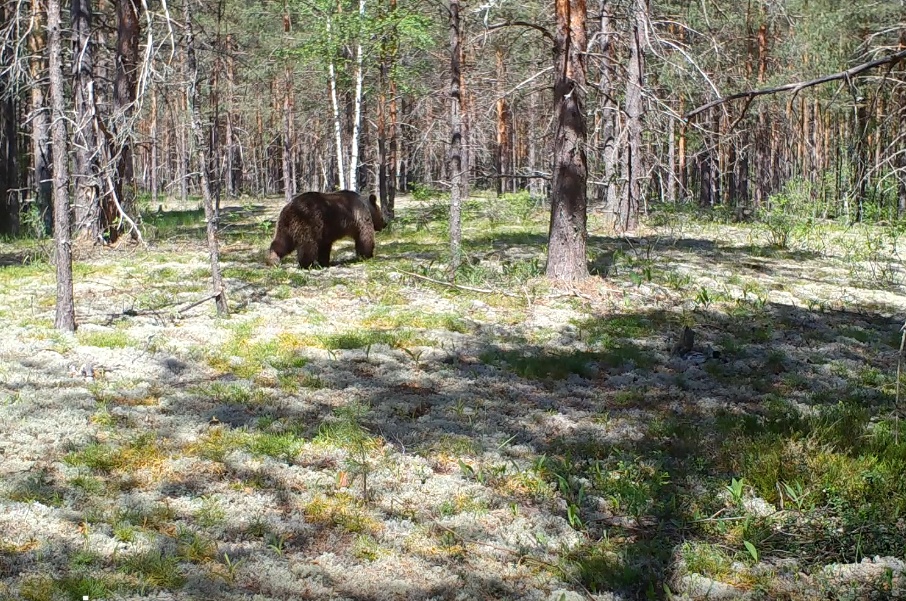 Медвежья семья попалась в фотоловушку в Керженском заповеднике