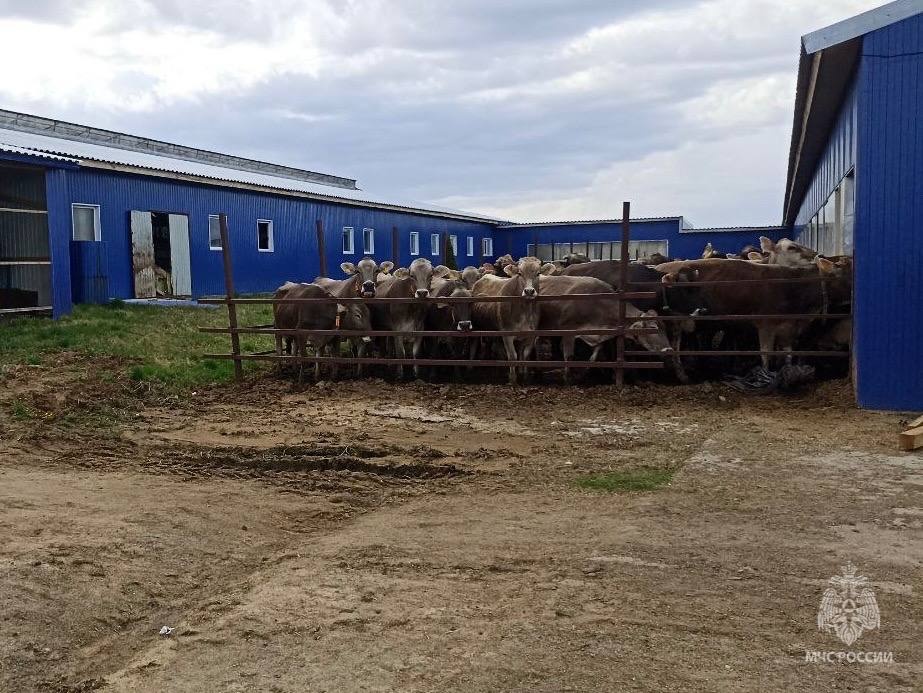 100 коров спасли на пожаре в Нижегородской области - фото 2