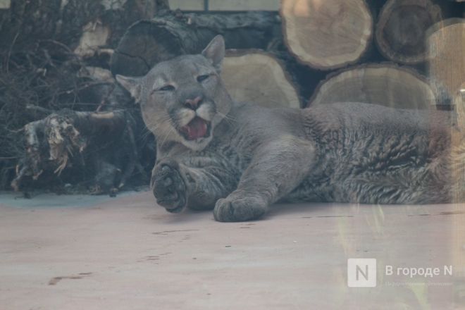 Новоселье больших кошек: уникальные вольеры появились в нижегородском зоопарке - фото 38