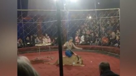 Нападение цирковой львицы на трехлетнюю девочку попало на видео