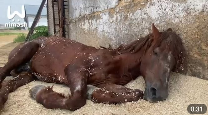 Соцсети: лошадь бросили умирать на Бору