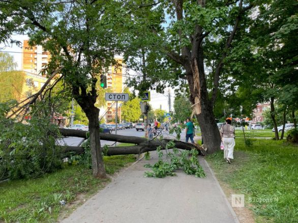 Появились фото с места падения дерева на легковушку в Нижнем Новгороде - фото 6