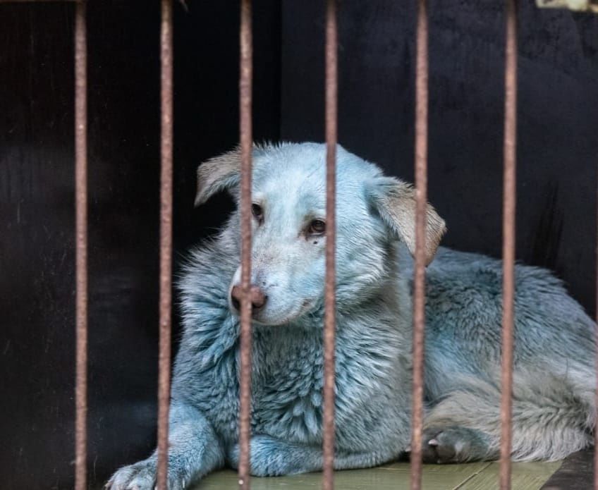 Фото синей собаки из Дзержинска вошло в подборку лучших снимков животных агентства &laquo;Рейтер&raquo; - фото 1