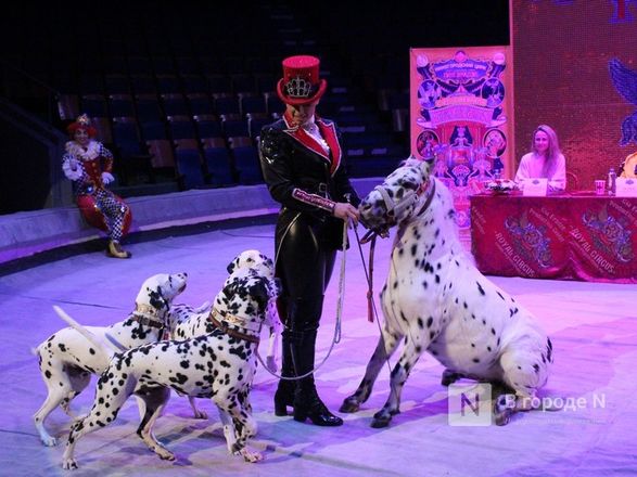 Возвращение &laquo;Бурлеска&raquo;: Нижегородский цирк открывается уникальным шоу Гии Эрадзе - фото 45