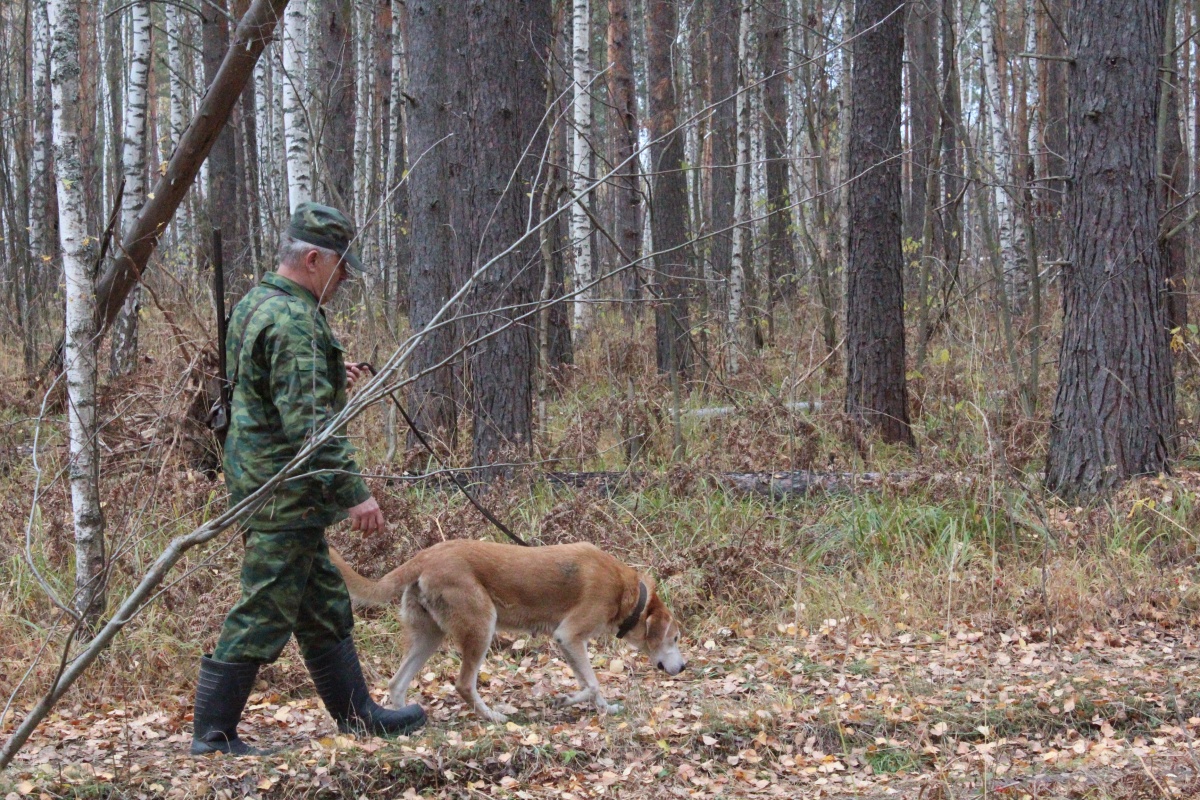 Разрешения охотиться на болотную дичь в Нижегородской области начали выдавать с 13 июля - фото 1