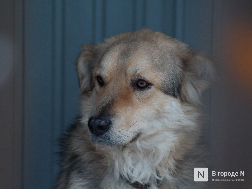 Арзамасским живодерам грозит лишение свободы за издевательства над собакой - фото 1
