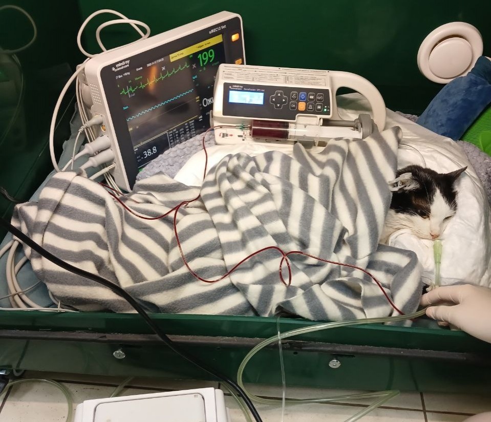 Проткнутый палкой кот начал двигаться и мяукать в нижегородской клинике - фото 1