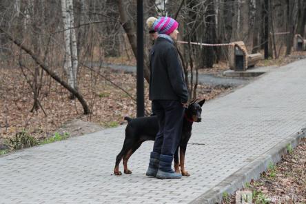 Уникальная площадка и тропинки для собак появились в нижегородском парке &laquo;Дубки&raquo;