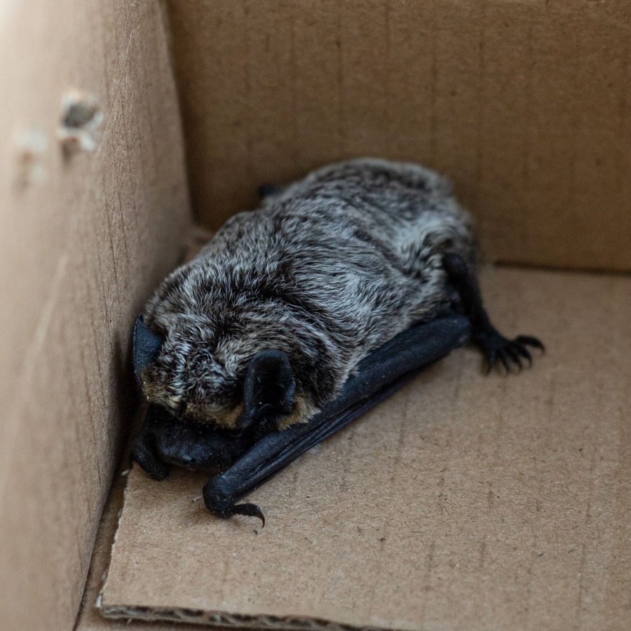 Летучую мышь спасли в нижегородской «Школе 800» - фото 1