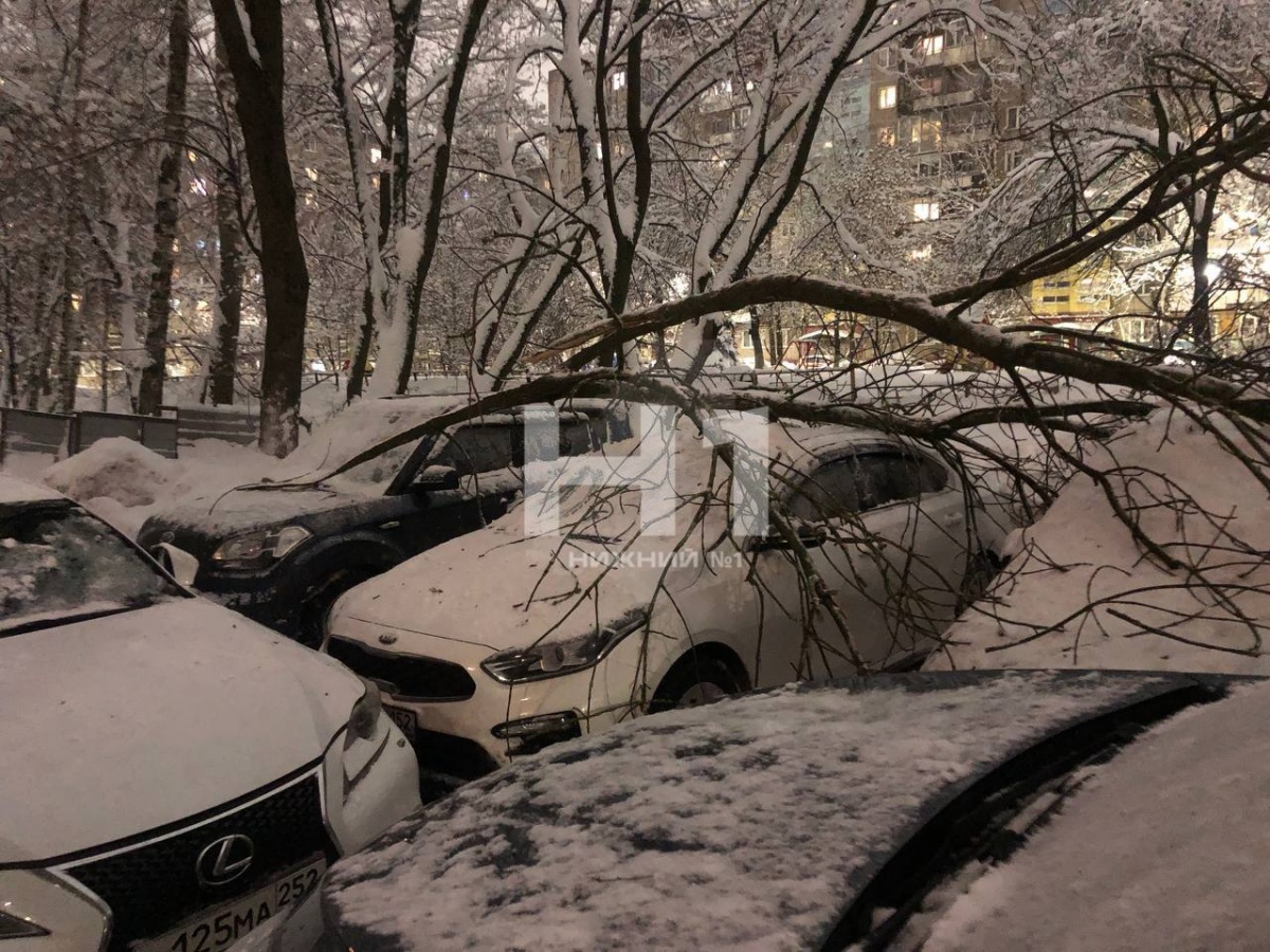 Дерево рухнуло на четыре машины во дворе в Нижнем Новгороде - фото 1