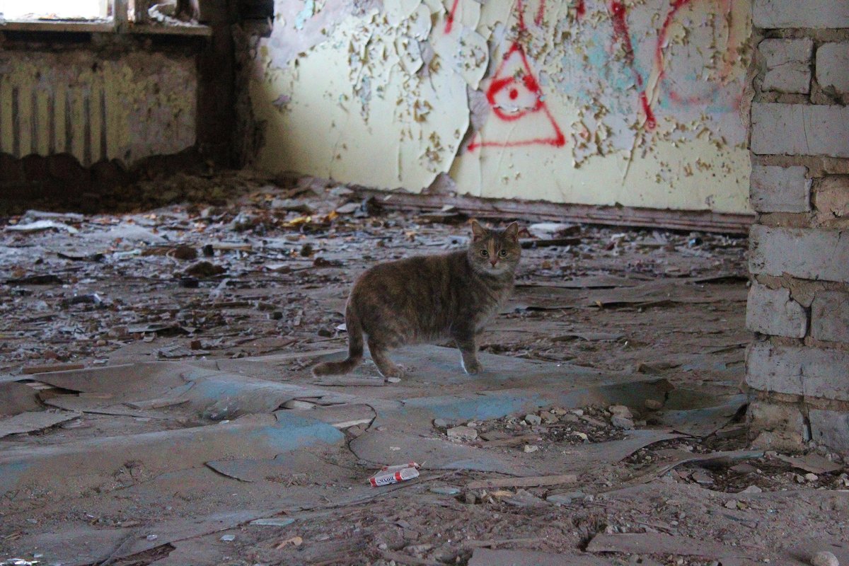Снести или восстановить: что ждет заброшенные здания Ленинского района - фото 1