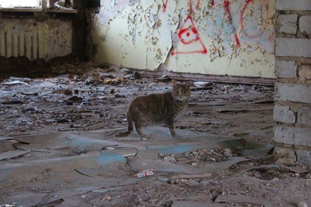 Снести или восстановить: что ждет заброшенные здания Ленинского района