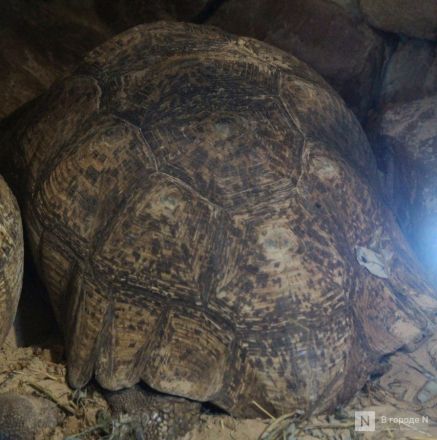 Детки в объективе: показываем милых малышей, которые родились в нижегородском зоопарке «Лимпопо» - фото 71
