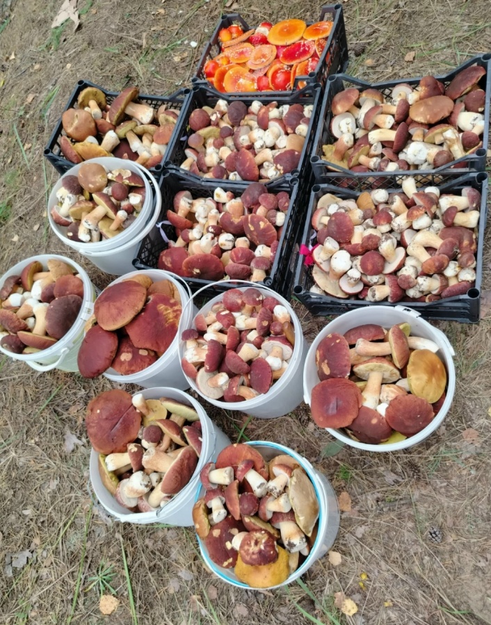 Сезон белых грибов завершается в Нижегородской области - фото 1