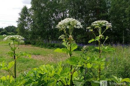 Опубликован список инвазивных растений в Нижегородской области