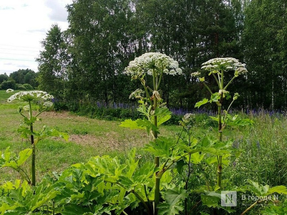 Пять человек получили ожоги из-за борщевика в Нижегородской области - фото 1