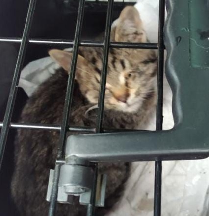 Котенка, застрявшего в окне дома на Июльских днях, спасли  - фото 1