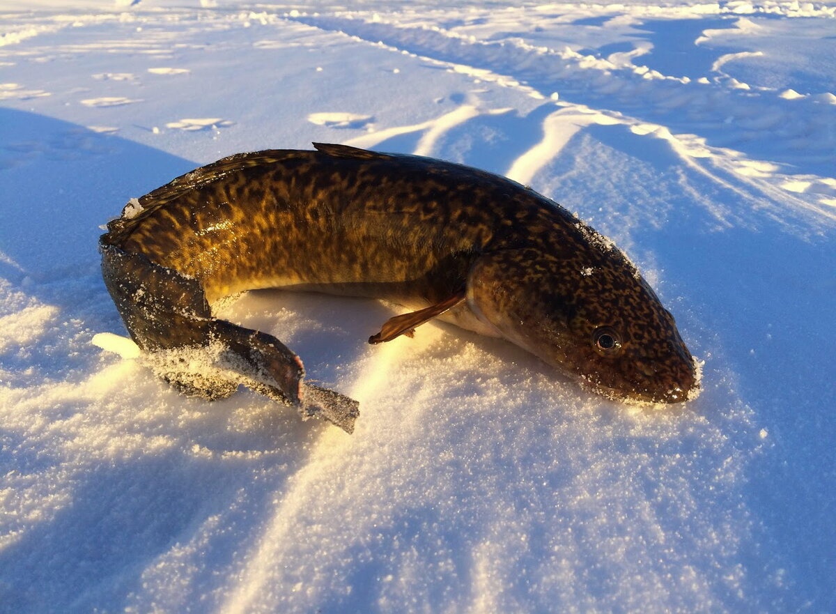 Нижегородский браконьер причинил ущерб на 23 тысячи рублей незаконной ловлей налима - фото 1