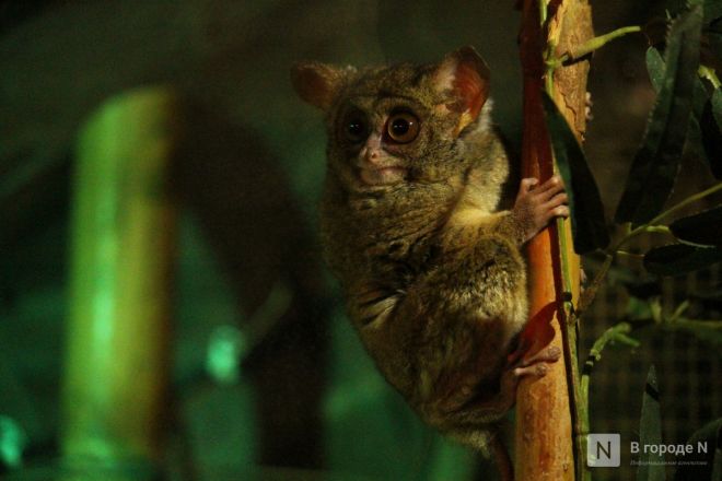 Опубликованы фото детенышей, родившихся в нижегородском &laquo;Лимпопо&raquo; - фото 9