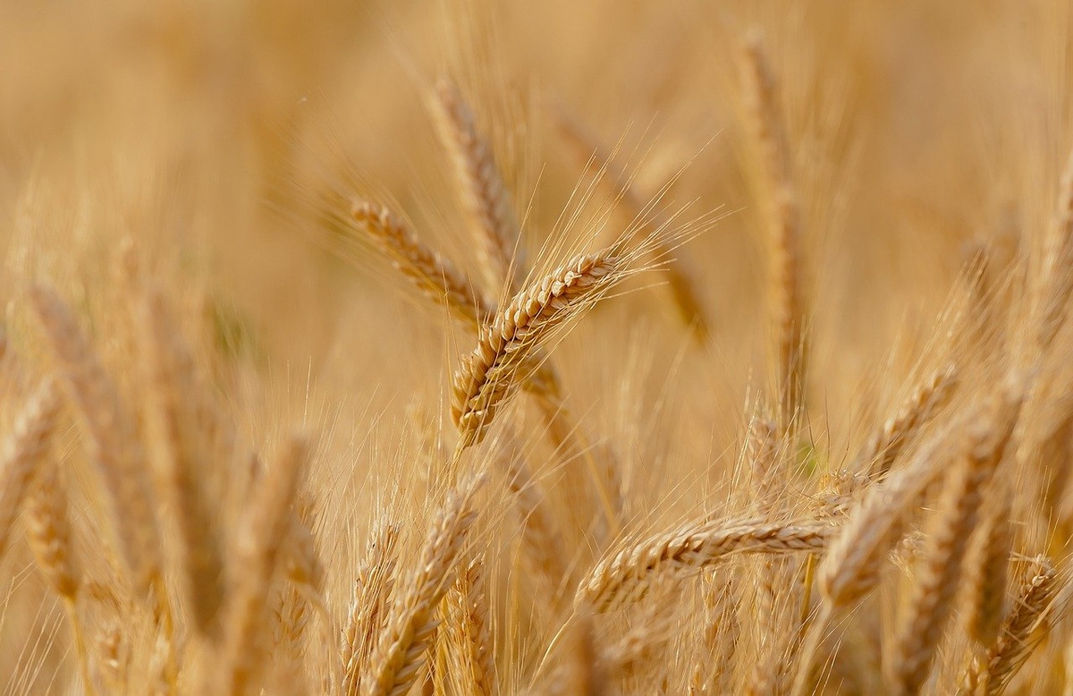 Опасные микотоксины обнаружены в пшенице из Нижегородской области 