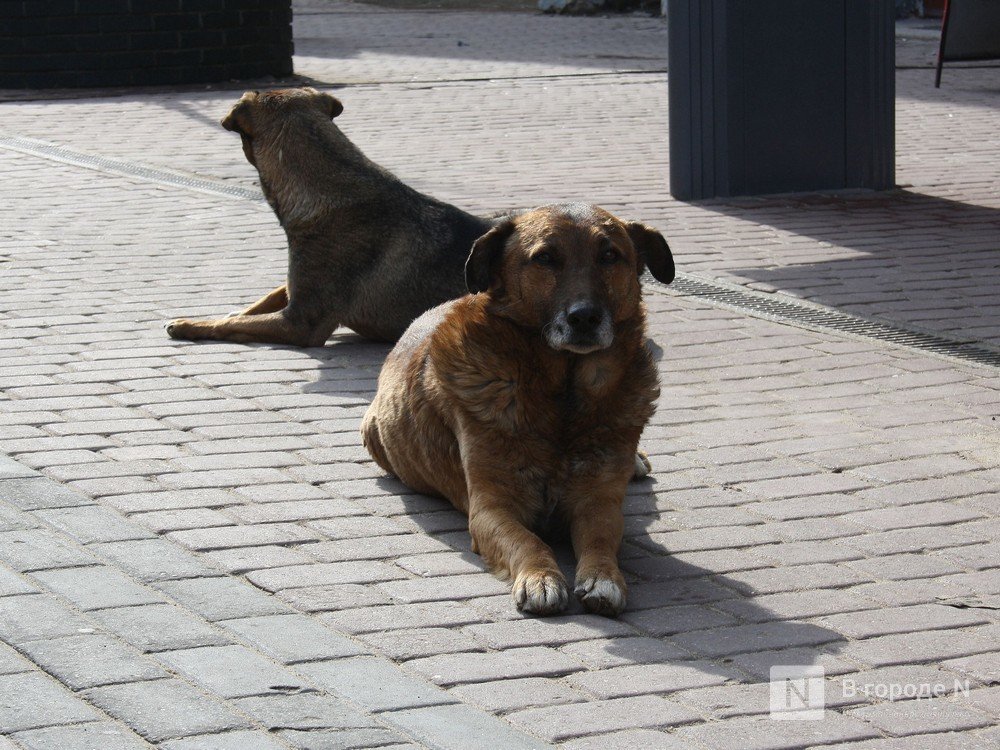 Первый государственный портал о бездомных животных заработает в Нижегородской области - фото 1