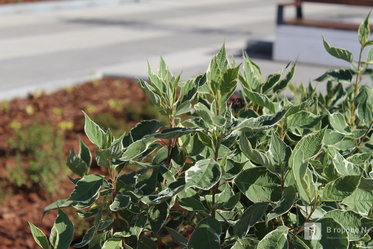 Благоустройство площади у Автозаводского универмага завершено в Нижнем Новгороде - фото 4