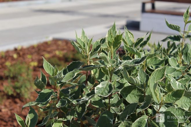 Благоустройство площади у Автозаводского универмага завершено в Нижнем Новгороде - фото 48