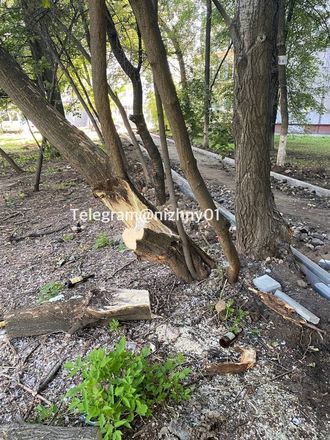 Подрядчик повредил деревья при прокладке тротуара на Казанском шоссе - фото 1