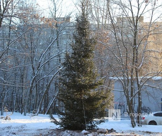 Новую елку взамен засохшей посадили на улице Усилова в Нижнем Новгороде - фото 1