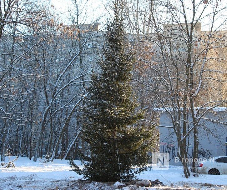 Новую елку взамен засохшей посадили на улице Усилова в Нижнем Новгороде
