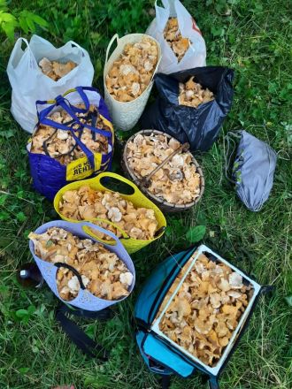 Нижегородцы публикуют в соцсетях фото грибов и ягод, собранных в лесах - фото 2