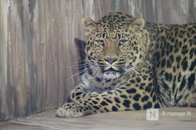 Новоселье больших кошек: уникальные вольеры появились в нижегородском зоопарке - фото 55