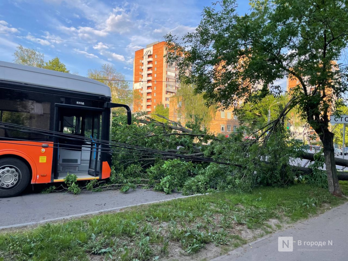 Появились фото с места падения дерева на легковушку в Нижнем Новгороде - фото 1