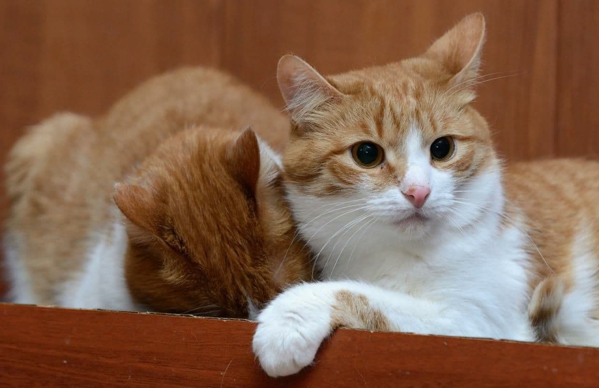 Тяжелобольная жительница Нижнего Новгорода пристраивает 60 кошек - фото 1
