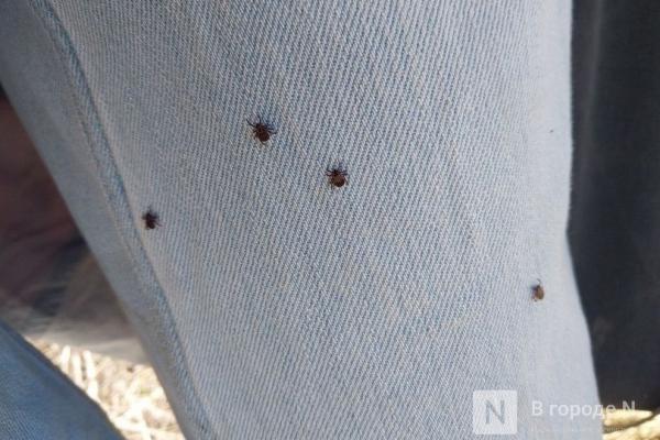 322 человека пострадали из-за укусов клещей в Нижегородской области