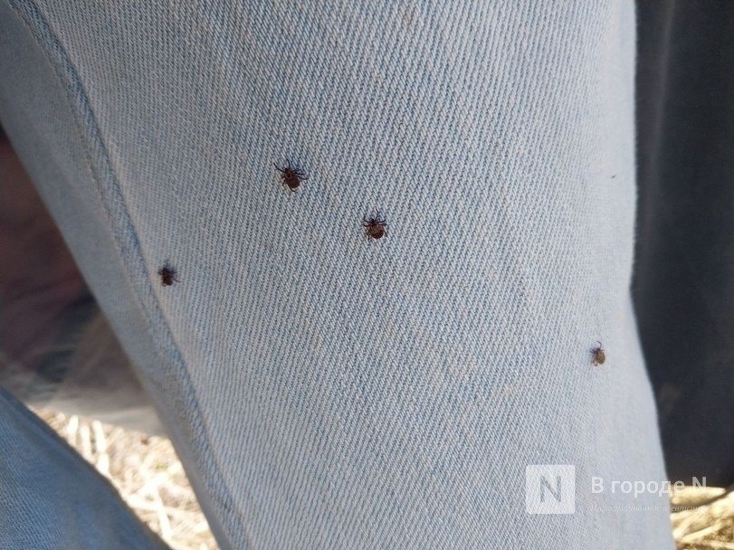 322 человека пострадали из-за укусов клещей в Нижегородской области - фото 1