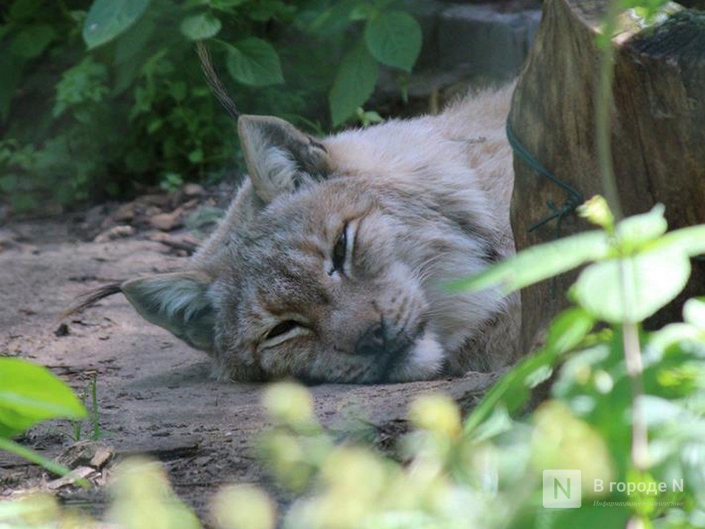 Центр спасения животных предложили открыть на месте нижегородского зоопарка «Мишутка»