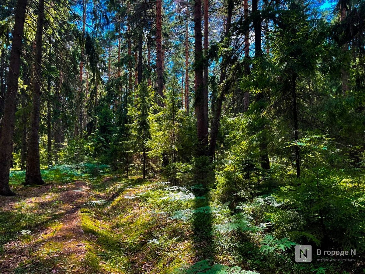 Отстрел девяти кабанов разрешили в Нижегородской области - фото 1