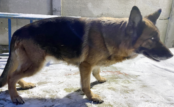 Служебным собакам-пенсионерам ищут новых хозяев в Нижегородской области - фото 2