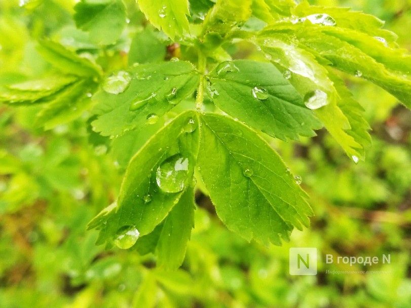 Пасмурные и дождливые выходные ожидаются в Нижнем Новгороде - фото 1
