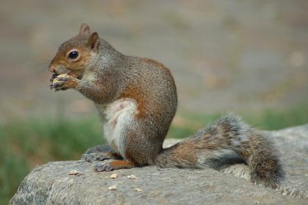 Эти животные вредят окружающей среде не меньше человека