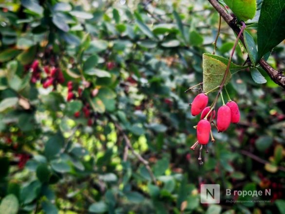 Та самая пушкинская осень: уютный фоторепортаж из Большого Болдина - фото 73