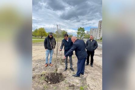 Подрядчик заменит погибшие деревья у озера в Нижнем Новгороде