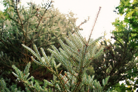 Почему елки нельзя сажать у себя на участке