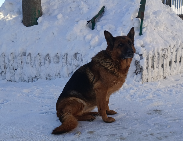 Новых хозяев ищут для служебных собак-пенсионеров в Нижегородской области - фото 1