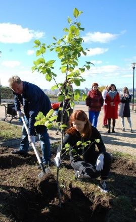 150 деревьев и кустарников украсили набережную Федоровского (ФОТО) - фото 33