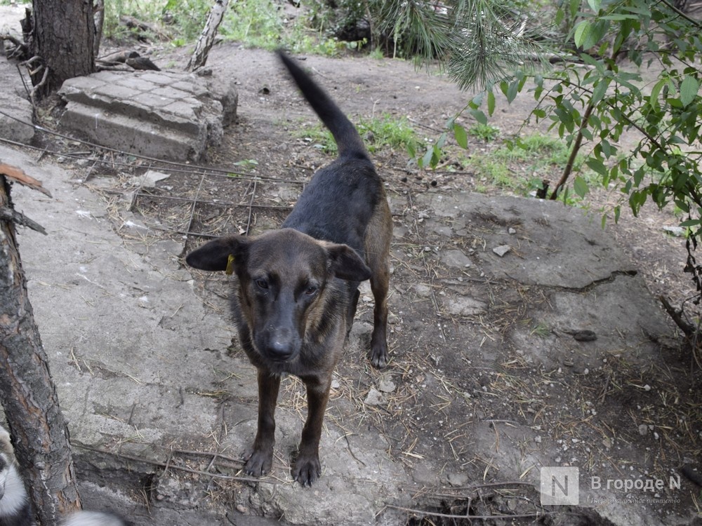 Агрессивных бродячих собак просят отловить жители поселка в Дзержинске - фото 1